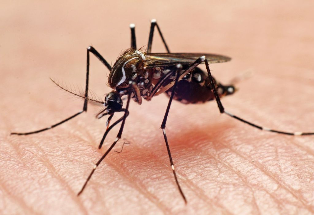 aedes mosquito